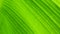 Abstract background, lush foliage banana green leaf pattern, defocused.