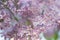 Abstract background. Macro photo. Blooming lilac flowers. Floral natural background spring time