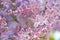 Abstract background. Macro photo. Blooming lilac flowers. Floral natural background spring time
