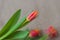 Abstract background in modern halftones decorated flowers of red tulips, blurred style. Delicate tints for pattern