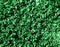 Abstract background nature moss green