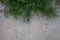 Abstract background from old brick wall with green plant on frame. cement backdrop