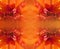 Abstract background of orange dahlias