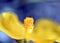 Abstract background photo of a yellow hornpoppy