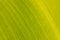 Abstract background picture from natural detailed texture Green and Banana leaf texture Close-up very good for background