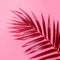 Abstract Background with Pink Leaves and Shadow. Tropical Shadow from Palm Leaf on Trendy Red Pink Viva Background.