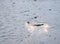 Abstract Background - Puddle of Water with White Sandy Earth with Reflection of Clouds and Sky