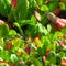 The abstract background. The red and green leaves of the Bergenia.