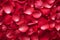 Abstract background of red roses petals texture. Cover for book, greeting card. Valentines concept