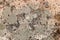 Abstract background. Rock surface pattern in rosy and gray colours.