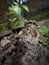 Abstract background of rotting old wooden carcass