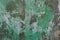 Abstract background - shabby shabby plaster on the wall, blurred with water ottelcara making its way through the green paint