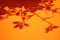 Abstract background of shadows flowers on a orange wall. Blurred image