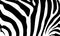 Abstract background skin of a zebra, white and black color.