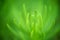 Abstract background - Soft focus blurred Green leaf plant