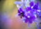 Abstract background - Soft focus blurred violet flowers background