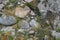 Abstract background. stone wall covered with moss