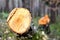 Abstract background texture of the sawed tree on the ground in the forest, close up. Illegal logging forest.