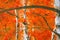 Abstract background with trees and red leaves,oil painting stylization