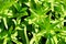Abstract background from a variety of green leaves of a living bush