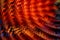 Abstract Background or Wallpaper: Warm Refracting Waves of Colorful Tube Worms.