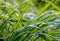 Abstract Background Wet Curved Grasses with Raindrops Balancing