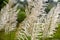 Abstract background of white feather plants