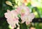 Abstract background of white and pink orchids, focus of beautiful  dendrobium.