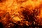 Abstract background wild flames of bush fire