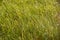 Abstract background with wild real grass