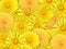 Abstract background of yelow flowers