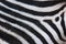 abstract background of zebra stripe