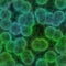 Abstract bacteria cells seamless texture or background