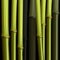 Abstract bamboo growth jungle