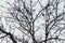Abstract bare tree branch background