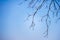 Abstract bare tree branches , Blue sky