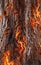 Abstract bark tree background. Bark of pine, spruce, oak. Raster bitmap concept pattern. Burning flame fire.