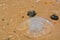 Abstract beached jellyfish on the Mediterranean in Israel