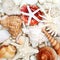 Abstract Beautiful Seashell Composition Background