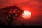 Abstract beauty Red sunset sky with round sun and silhouetted tree