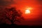 Abstract beauty Red sunset sky with round sun and silhouetted tree