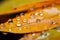 Abstract beauty water drops adorn orange yellow leaves in macro pattern