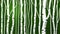 Abstract birch stems background