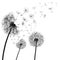 Abstract black dandelion, dandelion with flying seeds illustration - vector