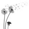 Abstract black dandelion, flying seeds of dandelion - for stock