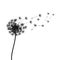 Abstract black dandelion, flying seeds of dandelion - for stock