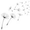 Abstract black dandelion, flying seeds of dandelion - vector