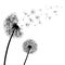 Abstract black Dandelions, dandelion with flying seeds - vector