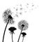 Abstract black Dandelions, flower dandelion with flying seeds â€“ vector
