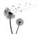 Abstract black dandelions, flower dandelion with flying seeds â€“ vector